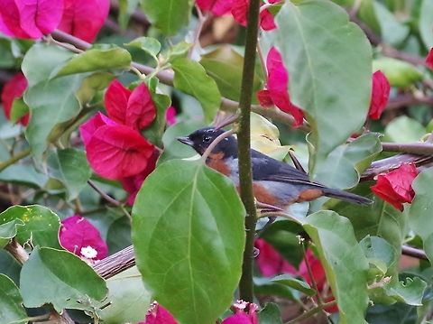 Black-throated flowerpiercer (Diglossa brunneiventri) Ollantaytambo, Cusco region, Peru. Dec 5, 2015. Black-throated flowerpiercer,Diglossa brunneiventris,Geotagged,Peru,Spring