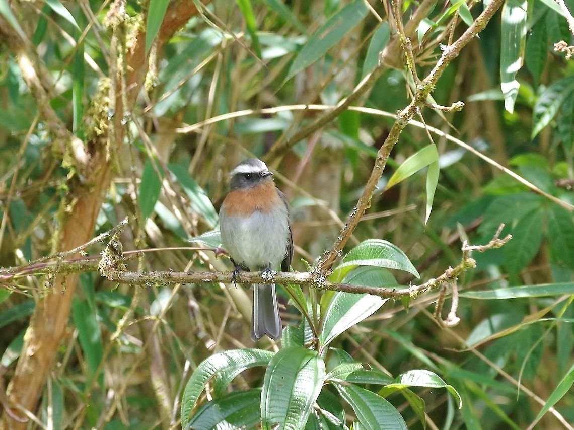 Rufous-breasted chat-tyrant (Ochthoeca rufipectoralis) Abra de Malaga, Cusco region, Peru. Dec 5, 2015. Geotagged,Ochthoeca rufipectoralis,Peru,Rufous-breasted chat-tyrant,Spring