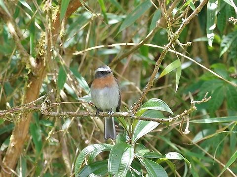 Rufous-breasted chat-tyrant (Ochthoeca rufipectoralis) Abra de Malaga, Cusco region, Peru. Dec 5, 2015. Geotagged,Ochthoeca rufipectoralis,Peru,Rufous-breasted chat-tyrant,Spring