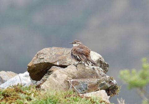 Cream-winged cinclodes (Cinclodes albiventris) Abra de Malaga, Cusco region, Peru. Dec 5, 2015. Cinclodes albiventris,Cream-winged cinclodes,Geotagged,Peru,Spring