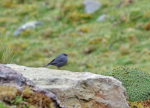 Plumbeous sierra finch (Phrygilus unicolor) Abra de Malaga, Cusco region, Peru. Dec 5, 2015. Geotagged,Peru,Phrygilus unicolor,Plumbeous sierra finch,Spring