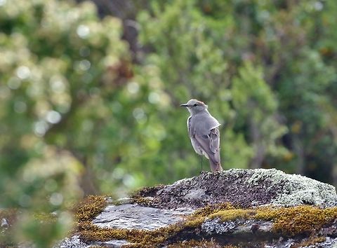 Rufous-naped ground tyrant (Muscisaxicola rufivertex) Abra de Malaga, Cusco region, Peru. Dec 5, 2015. Geotagged,Muscisaxicola rufivertex,Peru,Rufous-naped ground tyrant,Spring
