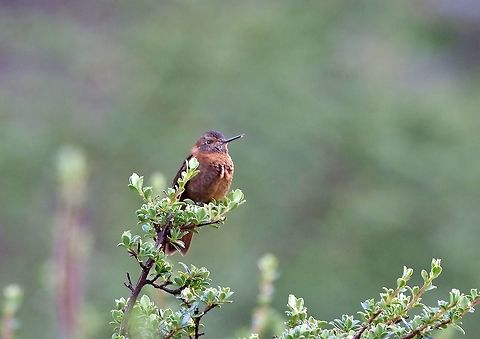 Shining sunbeam (Aglaeactis cupripennis) Abra de Malaga, Cusco region, Peru. Dec 5, 2015. Aglaeactis cupripennis,Geotagged,Peru,Shining sunbeam,Spring