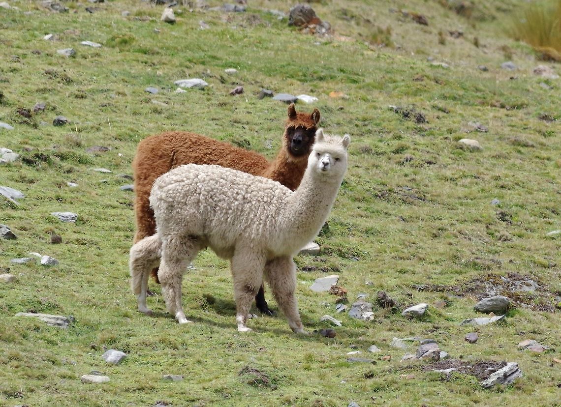 Young alpacas goofing off. Abra de Malaga, Cusco region, Peru. Dec 5, 2015. Alpaca,Geotagged,Peru,Spring,Vicugna pacos