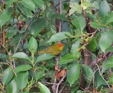 Rust-and-yellow tanager (Thlypopsis ruficeps) Choquechaca Protected Area, Cusco region, Peru. Dec 6, 2015. Geotagged,Peru,Rust-and-yellow tanager,Spring,Thlypopsis ruficeps