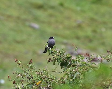 Red-crested cotinga (Ampelion rubrocristatus) Choquechaca Protected Area, Cusco region, Peru. Dec 6, 2015. Ampelion rubrocristatus,Geotagged,Peru,Red-crested cotinga,Spring