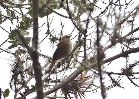 Creamy-crested spinetail (Cranioleuca albicapilla) Choquechaca Protected Area, Cusco region, Peru. Dec 6, 2015. Cranioleuca albicapilla,Creamy-crested spinetail,Geotagged,Peru,Spring