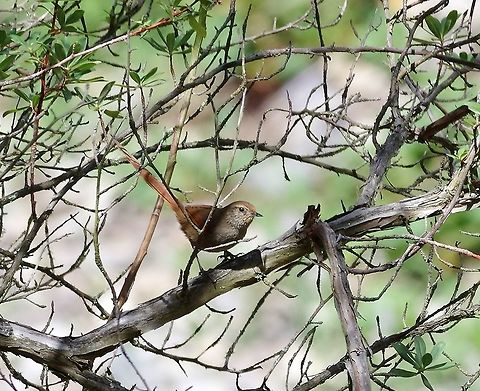 Rusty-fronted canastero (Asthenes ottonis) Choquechaca Protected Area, Cusco region, Peru. Dec 6, 2015. Asthenes ottonis,Geotagged,Peru,Rusty-fronted canastero,Spring