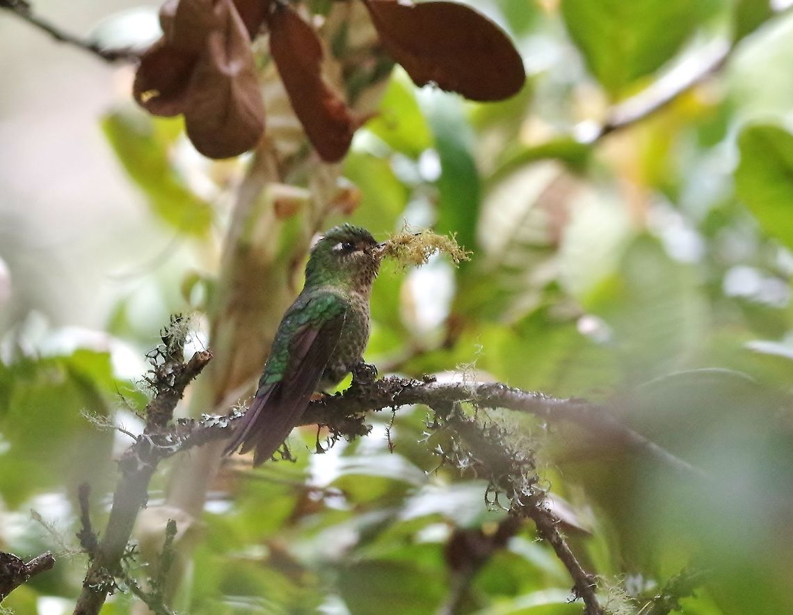 Tyrian metaltail (Metallura tyrianthina) nest-building. Choquechaca Protected Area, Cusco region, Peru. Dec 6, 2015. Geotagged,Metallura tyrianthina,Peru,Spring,Tyrian metaltail
