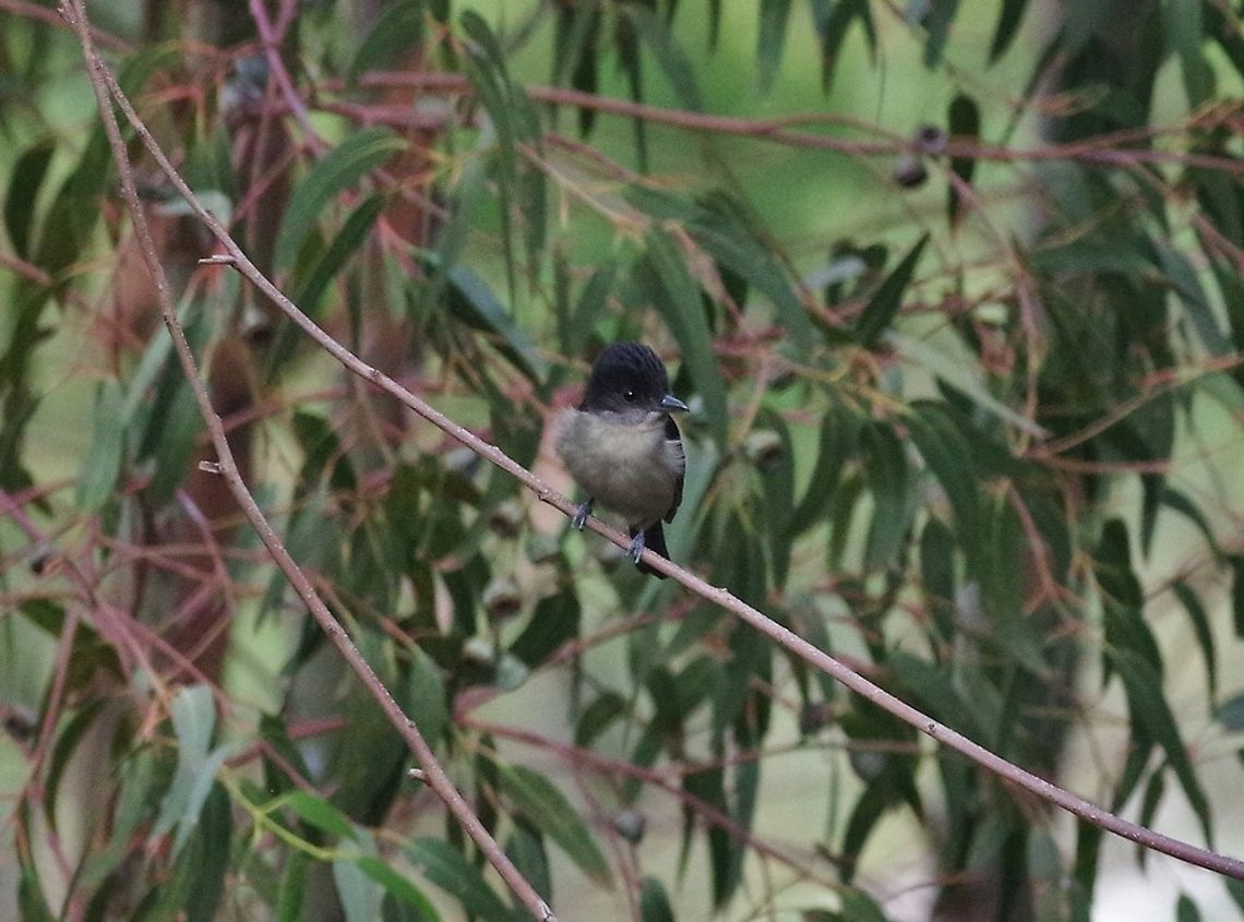 Crested becard (Pachyramphus validus) Choquechaca Protected Area, Cusco region, Peru. Dec 6, 2015. Crested becard,Geotagged,Pachyramphus validus,Peru,Spring
