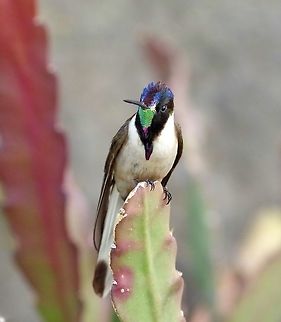 Bearded mountaineer (Oreonympha nobilis) Ollantaytambo, Cusco region, Peru. Dec 5, 2015. Bearded mountaineer,Geotagged,Oreonympha nobilis,Peru,Spring