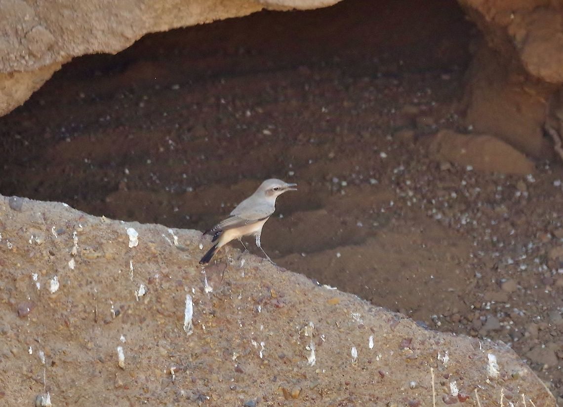 Red-tailed wheatear (Oenanthe chrysopygia) Al Khoud, N Oman. Oct 4, 2015. Fall,Geotagged,Oenanthe chrysopygia,Oman,Red-tailed wheatear