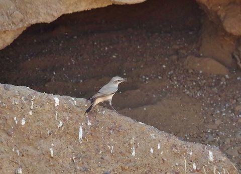 Red-tailed wheatear (Oenanthe chrysopygia) Al Khoud, N Oman. Oct 4, 2015. Fall,Geotagged,Oenanthe chrysopygia,Oman,Red-tailed wheatear