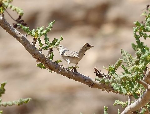 Menetries's warbler (Sylvia mystacea) Wadi Aful, Dhofar, S Oman. Oct 5, 2015. Fall,Geotagged,Menetries's warbler,Oman,Sylvia mystacea