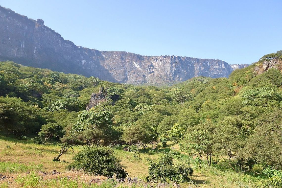 Anogeissus dhofarica (Combretaceae) Dhalqut, Dhofar, S Oman. Oct 5, 2015. Anogeissus dhofarica,Fall,Geotagged,Oman