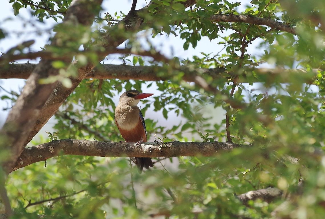 Grey-headed Kingfisher (Halcyon leucocephala) Dhalqut, Dhofar, S Oman. Oct 5, 2015. Fall,Geotagged,Grey-headed Kingfisher,Halcyon leucocephala,Oman