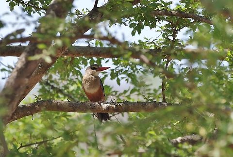 Grey-headed Kingfisher (Halcyon leucocephala) Dhalqut, Dhofar, S Oman. Oct 5, 2015. Fall,Geotagged,Grey-headed Kingfisher,Halcyon leucocephala,Oman