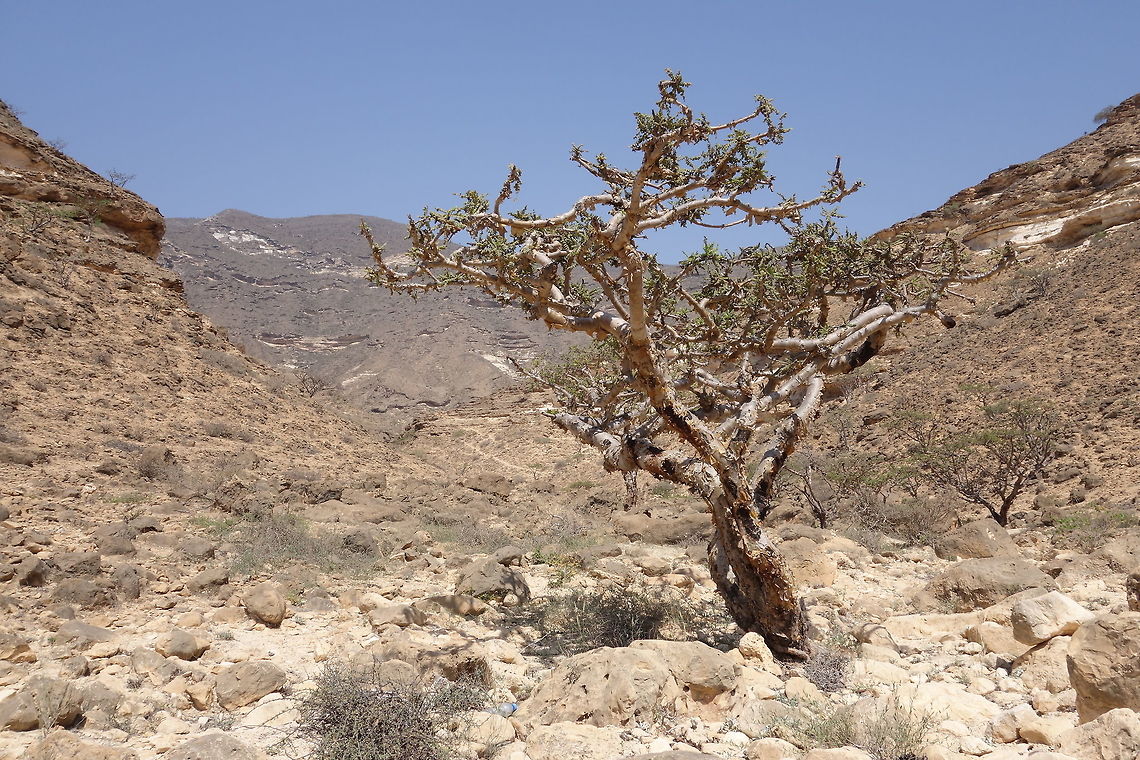 Frankincense tree (Boswellia sacra) Wadi Aful, Dhofar, S Oman. Oct 5, 2015. Boswellia sacra,Fall,Geotagged,Oman