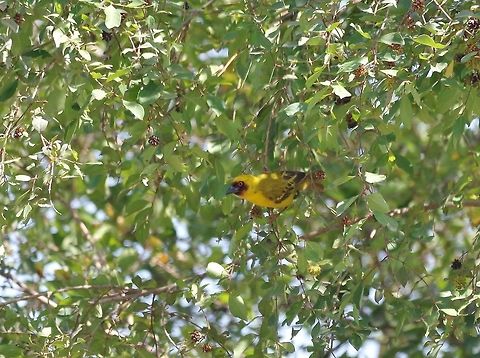Rüppell's weaver (Ploceus galbula) Dhalqut, Dhofar, S Oman. Oct 5, 2015. Fall,Geotagged,Oman,Ploceus galbula,Rüppells weaver