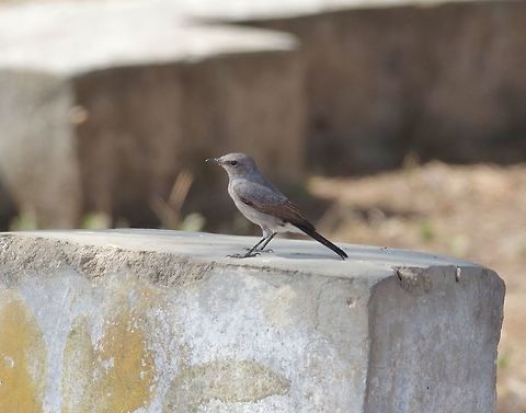 Blackstart (Oenanthe melanura) Dhalqut, Dhofar, S Oman. Oct 5, 2015. Blackstart,Fall,Geotagged,Oenanthe melanura,Oman