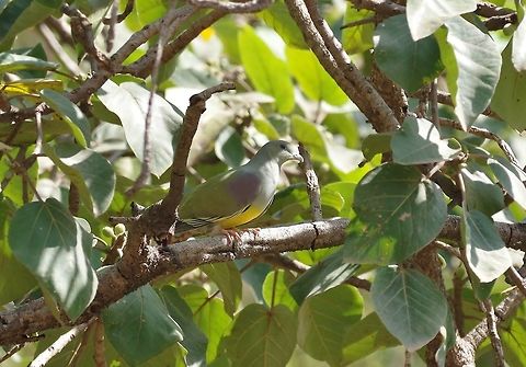Bruce's green pigeon (Treron waalia) Ayn Athum, Dhofar, S Oman. Oct 6, 2015. Bruces green pigeon,Fall,Geotagged,Oman,Treron waalia