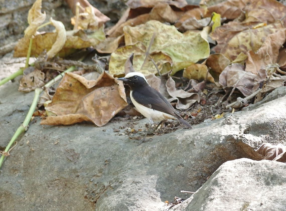 Arabian wheatear (Oenanthe lugentoides) Ayn Athum, Dhofar, S Oman. Oct 6, 2015. Arabian wheatear,Fall,Geotagged,Oenanthe lugentoides,Oman