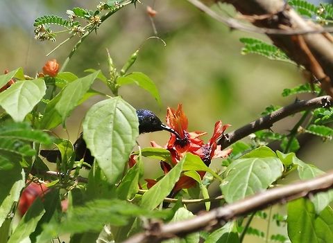 Palestine Sunbird (Cinnyris oseus) Ayn Hamran, Dhofar, S Oman. Oct 6, 2015. Cinnyris osea,Cinnyris oseus,Fall,Geotagged,Oman,Palestine Sunbird,Palestine sunbird