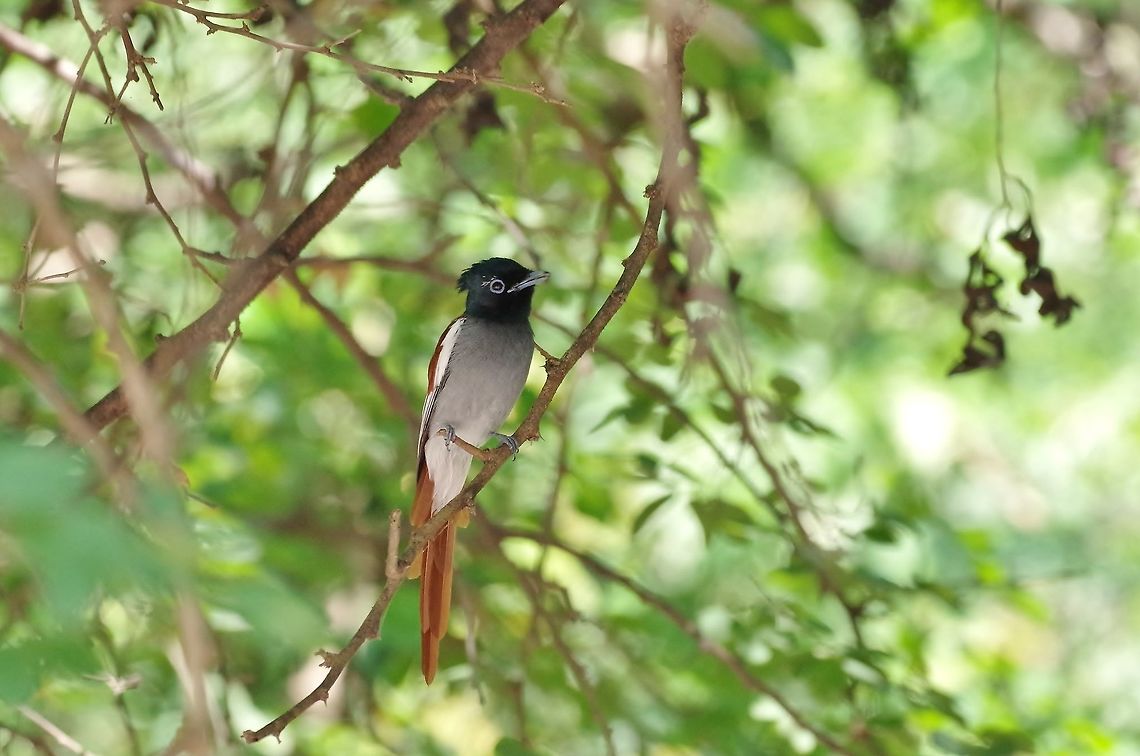 African paradise flycatcher (Terpsiphone viridis) Ayn Hamran, Dhofar, S Oman. Oct 6, 2015. African paradise flycatcher,Fall,Geotagged,Oman,Terpsiphone viridis