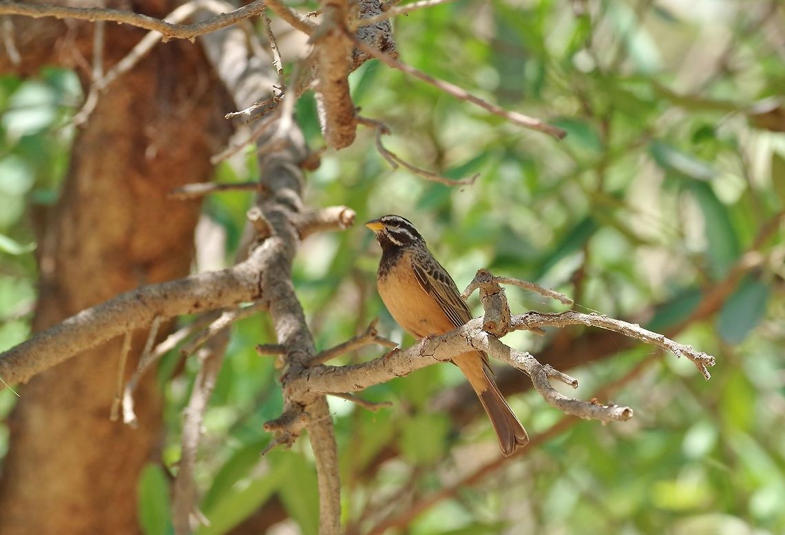 Cinnamon-breasted bunting (Emberiza tahapisi) Ayn Hamran, Dhofar, S Oman. Oct 6, 2015. Cinnamon-breasted bunting,Emberiza tahapisi,Fall,Geotagged,Oman