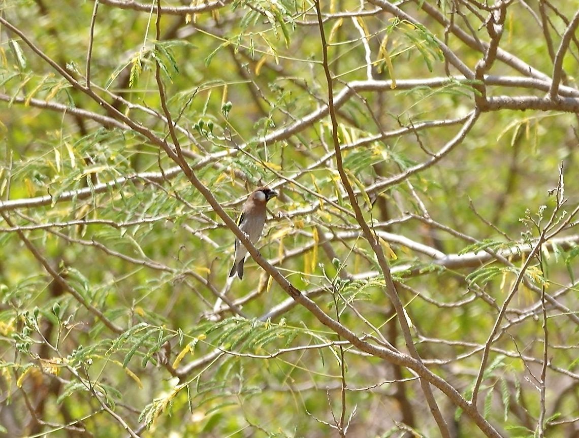 Arabian golden-winged grosbeak (Rhynchostruthus percivali) Ayn Tabraq, Dhofar, S Oman. Oct 6, 2015. Arabian golden-winged grosbeak,Fall,Geotagged,Oman,Rhynchostruthus percivali