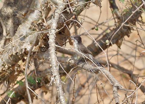 Arabian warbler (Sylvia leucomelaena) Ayn Tabraq, Dhofar, S Oman. Oct 6, 2015. Arabian warbler,Fall,Geotagged,Oman,Sylvia leucomelaena
