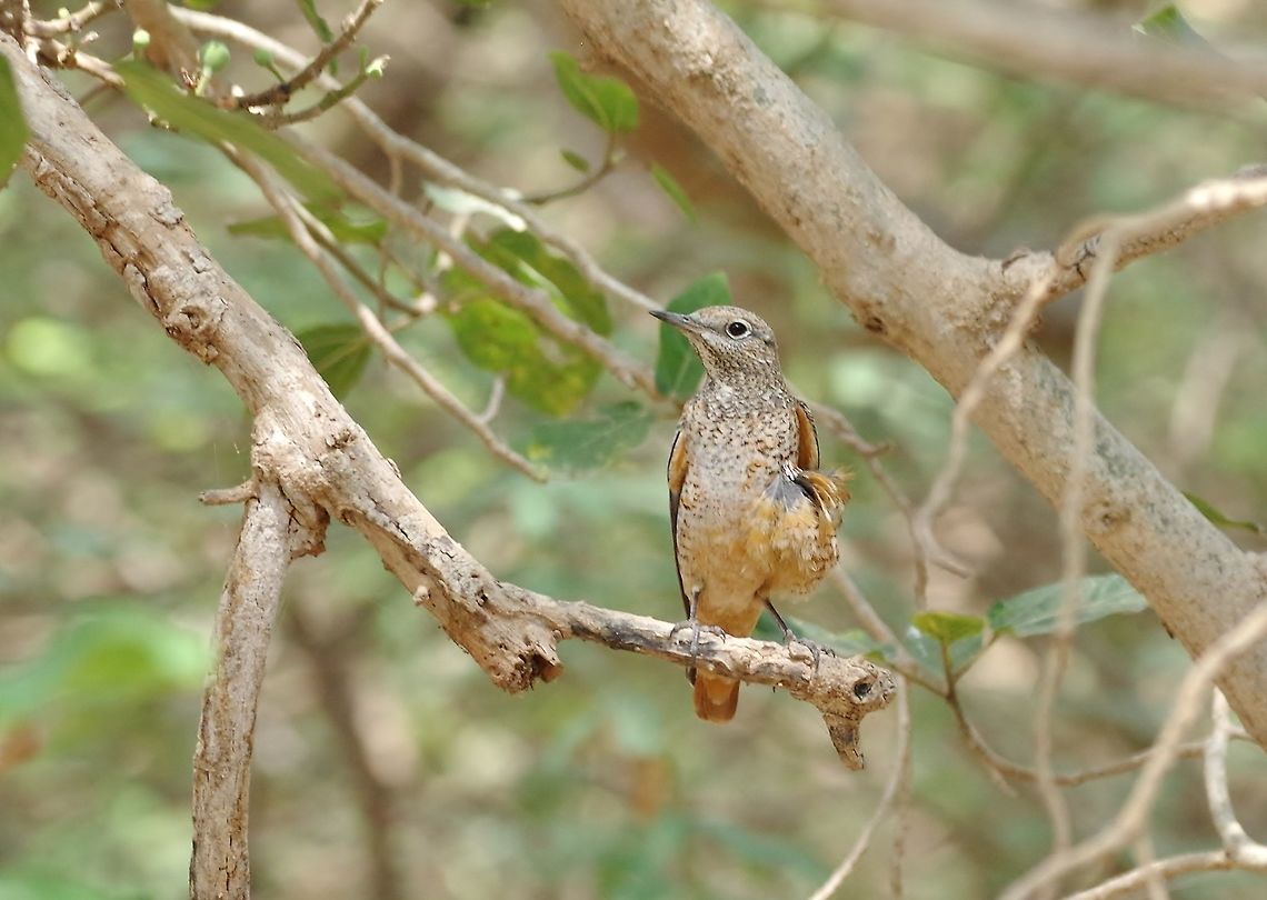 Common Rock Thrush (Monticola saxatilis) Ayn Hamran, Dhofar, S Oman. Oct 6, 2015. Common Rock Thrush,Fall,Geotagged,Monticola saxatilis,Oman