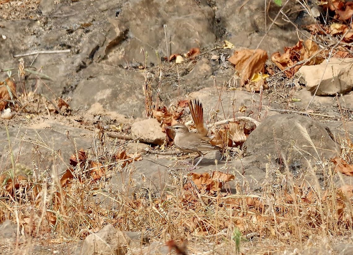 Rufous-tailed scrub robin (Cercotrichas galactotes) Ayn Razat, Dhofar, S Oman. Oct 6, 2015. Cercotrichas galactotes,Fall,Geotagged,Oman,Rufous-tailed scrub robin