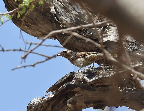 Eurasian wryneck (Jynx torquilla) Wadi Hinna, Dhofar, S Oman. Oct 8, 2015. Eurasian wryneck,Fall,Geotagged,Jynx torquilla,Oman