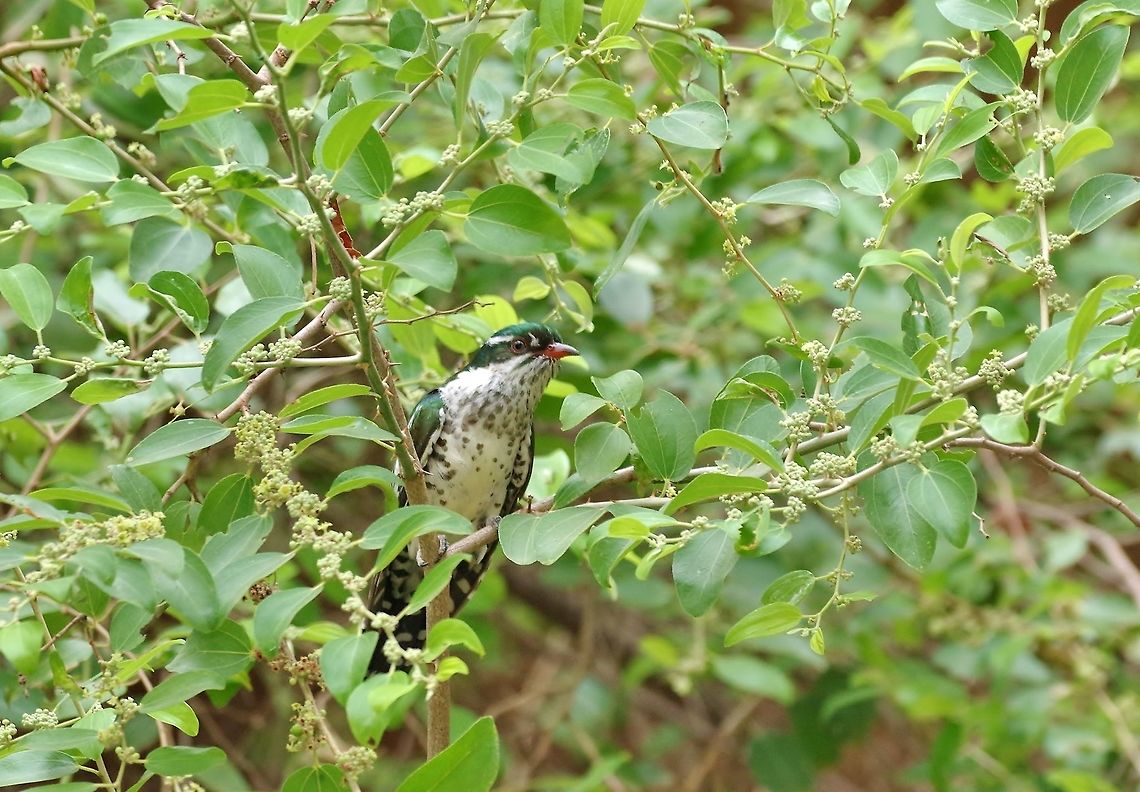 Diederik cuckoo (Chrysococcyx caprius) Ayn Jarziz, Dhofar, S Oman. Oct 6, 2015. Chrysococcyx caprius,Diederik cuckoo,Fall,Geotagged,Oman