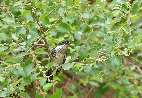 Diederik cuckoo (Chrysococcyx caprius) Ayn Jarziz, Dhofar, S Oman. Oct 6, 2015. Chrysococcyx caprius,Diederik cuckoo,Fall,Geotagged,Oman