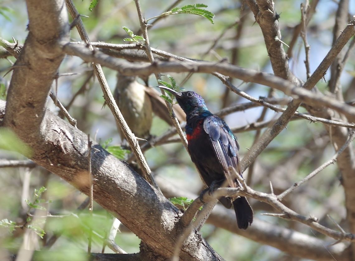 Shining sunbird (Cinnyris habessinicus) Wadi Hinna, Dhofar, S Oman. Oct 8, 2015. Cinnyris habessinicus,Fall,Geotagged,Oman,Shining sunbird