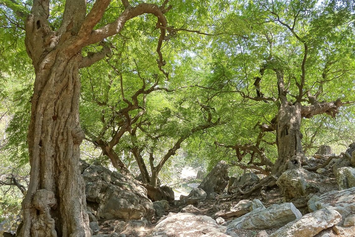Multi-centennial tanarind trees (Tamarindus indica) Wadi Hinna, Dhofar, S Oman. Oct 8, 2015. Fall,Geotagged,Oman,Tamarind,Tamarindus indica