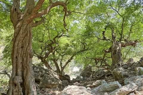 Multi-centennial tanarind trees (Tamarindus indica) Wadi Hinna, Dhofar, S Oman. Oct 8, 2015. Fall,Geotagged,Oman,Tamarind,Tamarindus indica
