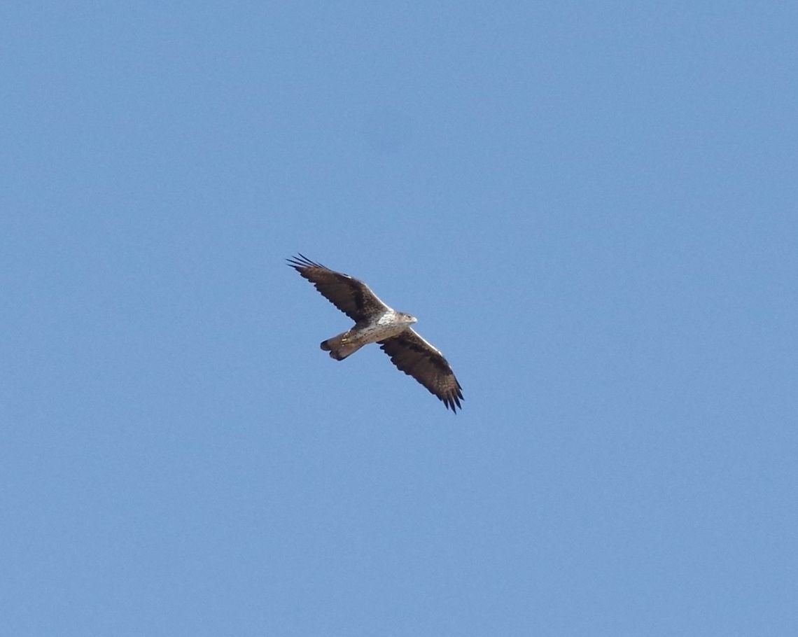 Bonelli's eagle (Aquila fasciata) Tawi Atayr sinkhole, Dhofar, S Oman. Oct 8, 2015. Aquila fasciata,Bonelli's eagle,Fall,Geotagged,Oman