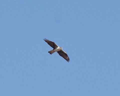 Bonelli's eagle (Aquila fasciata) Tawi Atayr sinkhole, Dhofar, S Oman. Oct 8, 2015. Aquila fasciata,Bonelli's eagle,Fall,Geotagged,Oman