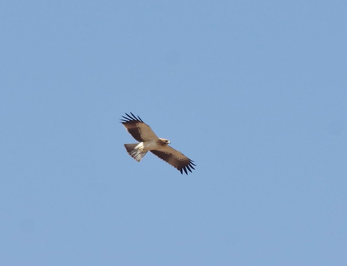 Booted Eagle Aquila (pennata) Tawi Atayr sinkhole, Dhofar, S Oman. Oct 8, 2015. Aquila pennata,Booted Eagle,Booted eagle,Fall,Geotagged,Hieraaetus pennatus,Oman