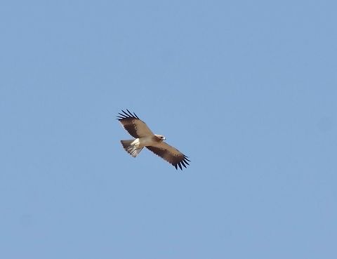 Booted Eagle Aquila (pennata) Tawi Atayr sinkhole, Dhofar, S Oman. Oct 8, 2015. Aquila pennata,Booted Eagle,Booted eagle,Fall,Geotagged,Hieraaetus pennatus,Oman