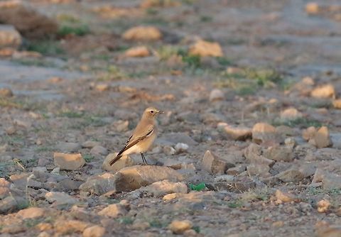 Isabelline wheatear (Oenanthe isabellina) Jebel Samhan, Dhofar, S Oman. Oct 9, 2015. Fall,Geotagged,Isabelline wheatear,Oenanthe isabellina,Oman