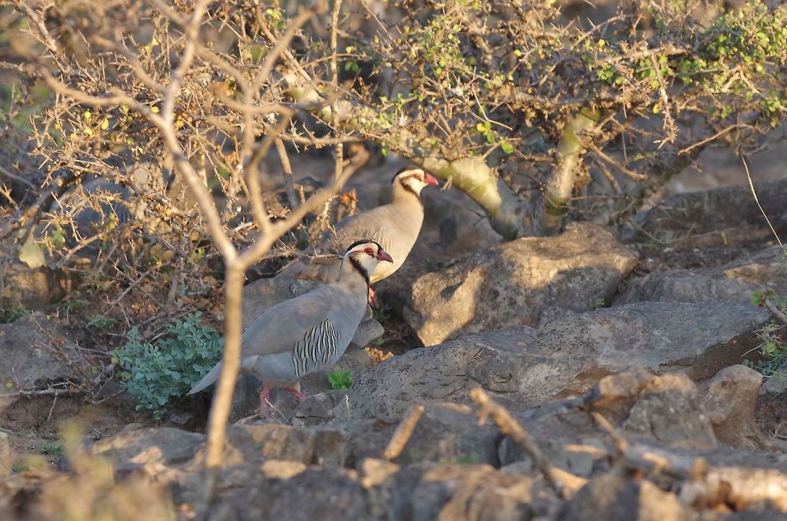 Arabian partridge (Alectoris melanocephala) Jebel Samhan, Dhofar, S Oman. Oct 9, 2015. Alectoris melanocephala,Arabian partridge,Fall,Geotagged,Oman