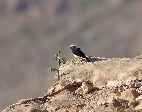 Arabian wheatear (Oenanthe lugentoides) Jebel Samhan, Dhofar, S Oman. Oct 9, 2015. Arabian wheatear,Fall,Geotagged,Oenanthe lugentoides,Oman