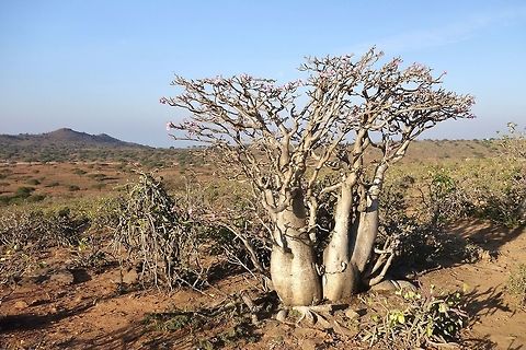 Desert rose (Adenium obesum) Jebel Samhan, Dhofar, S Oman. Oct 9, 2015. Adenium obesum,Desert rose,Fall,Geotagged,Oman