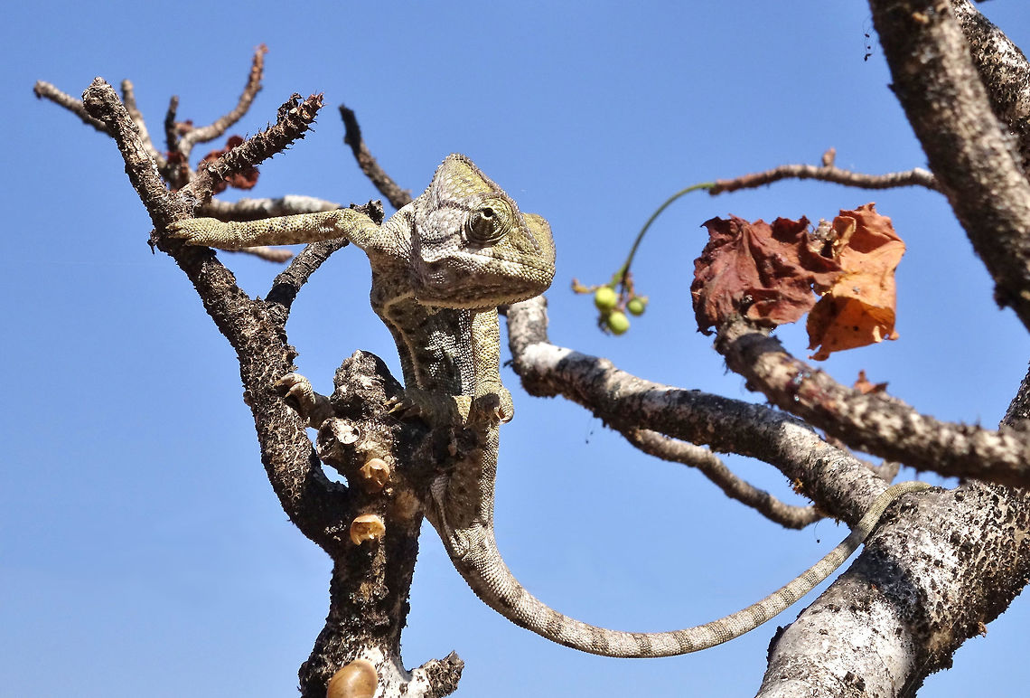 Arabian chameleon (Chamaeleo arabicus) Jebel Qamar, Dhofar, S Oman. Oct 10, 2015. Arabian chameleon,Chamaeleo arabicus,Fall,Geotagged,Oman