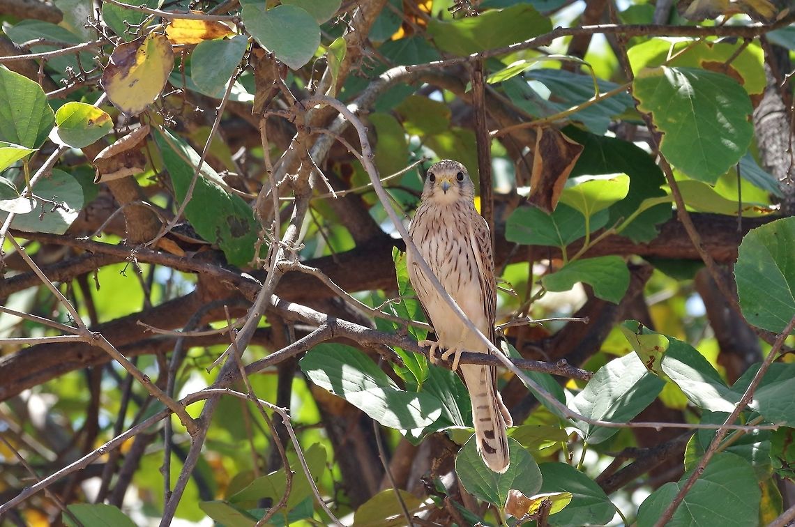 Common Kestrel (Falco tinnunculus) Jebel Samhan, Dhofar, S Oman. Oct 9, 2015. Common Kestrel,Falco tinnunculus,Fall,Geotagged,Oman