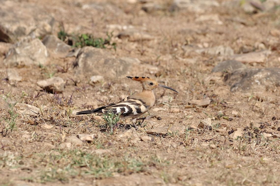 Hoopoe (Upupa epops) Jebel Samhan, Dhofar, S Oman. Oct 9, 2015. Fall,Geotagged,Hoopoe,Oman,Upupa epops